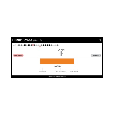 CCND1-IGH-Split-20-ORGR - CCND1/IGH Split Fusion FISH Probe