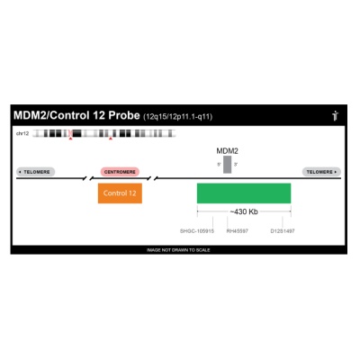 Empire Genomics - MDM2-CHR12-20-GROR - MDM2/Con12 FISH Probe