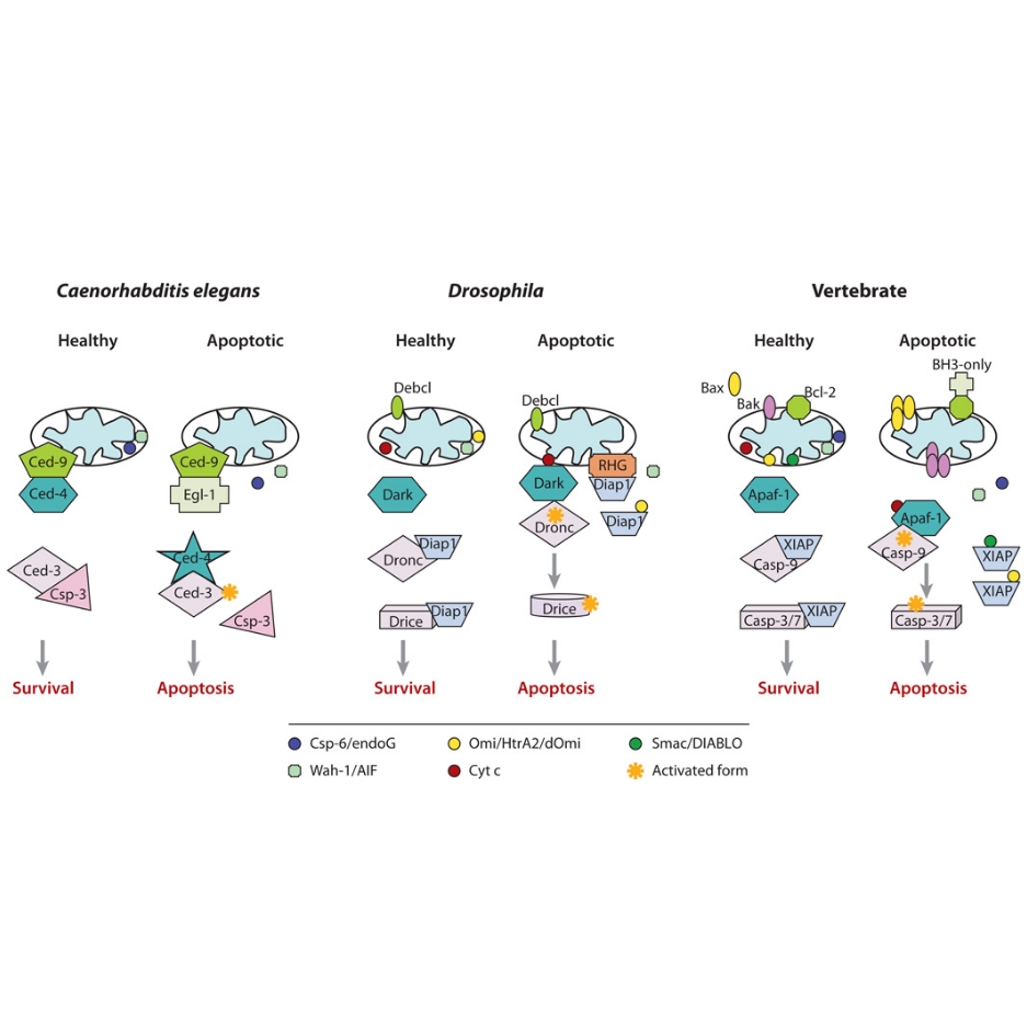 辰辉创聚生物®Nebulabio 提供Mitochondrial Control of Apoptosis信号通路相关蛋白