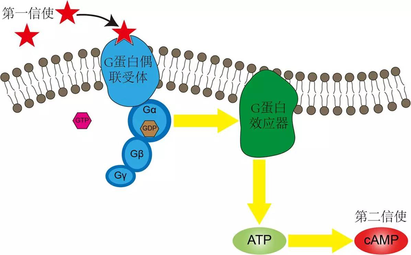 TRP通道.jpg